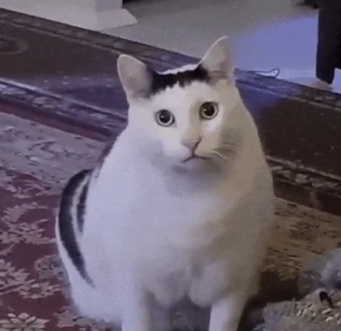 Huh Cat